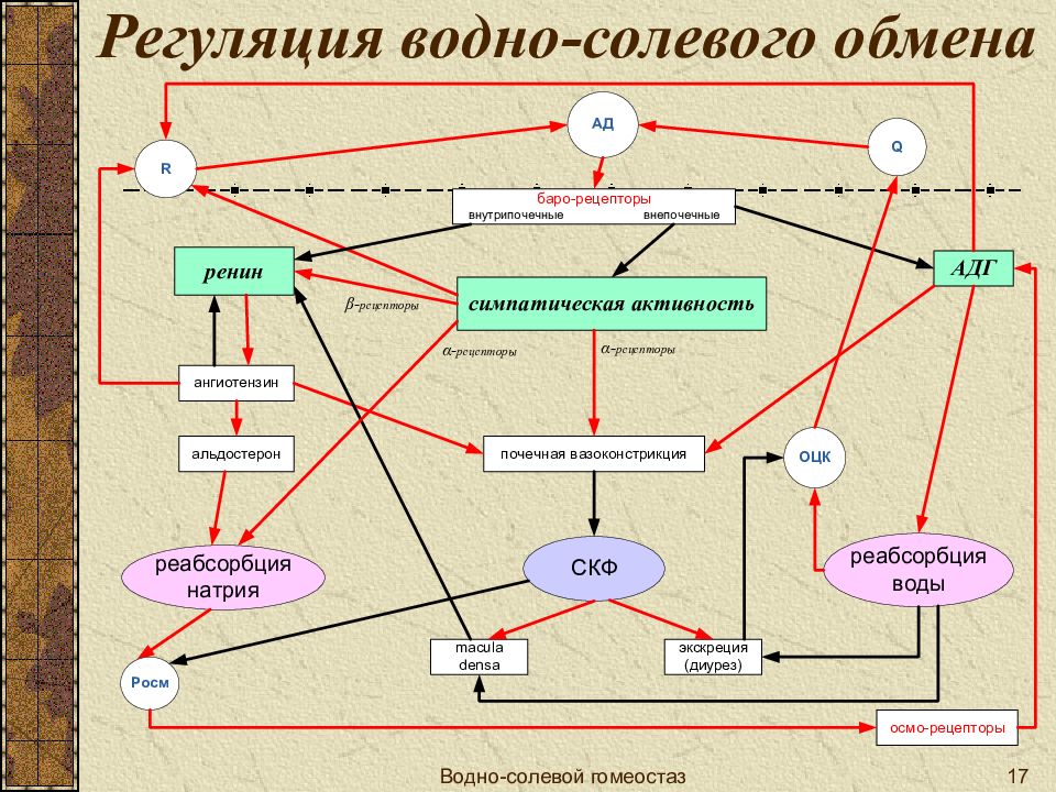 Схема регуляции водно солевого обмена в организме