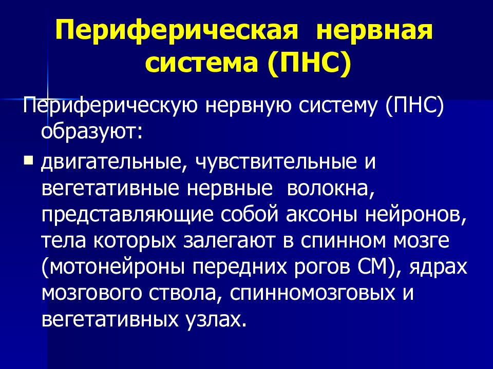 Периферическая нервная система презентация