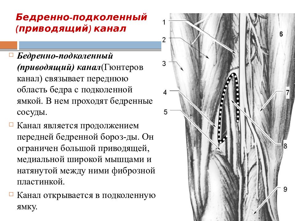 Подколенная артерия и Вена. Приводящий канал. Ветви бедренной артерии. Стенки приводящего канала.