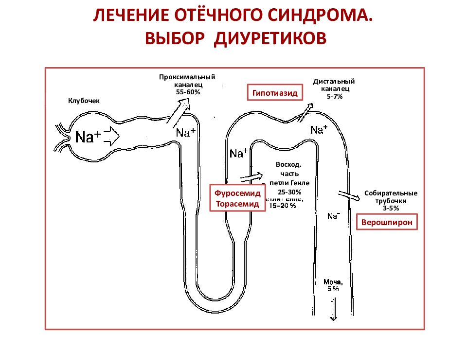 Структура нефрона петля Генле. Проксимальный отдел петли Генле. Петля Генле нефрона. Дистальные канальцы нефрона.