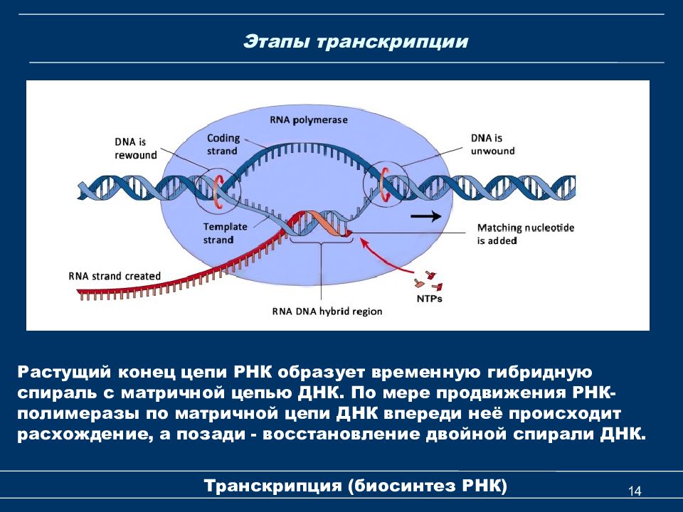 Биосинтез рнк презентация