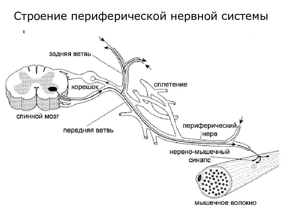 Нервная система человека схема периферическая и центральная