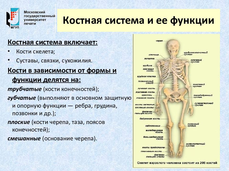 Костная система выполняет в организме функцию. Органы костной системы. Костно-Скелетная система человека. Функции костной системы человека. Костная система человека анатомия.