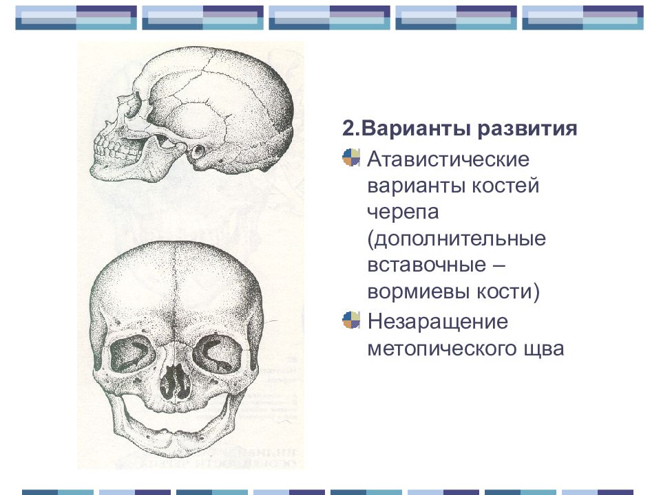 Развитие черепа. Добавочные кости черепа аномалии. Аномалии развития костей черепа. Вормиевы кости черепа аномалия.