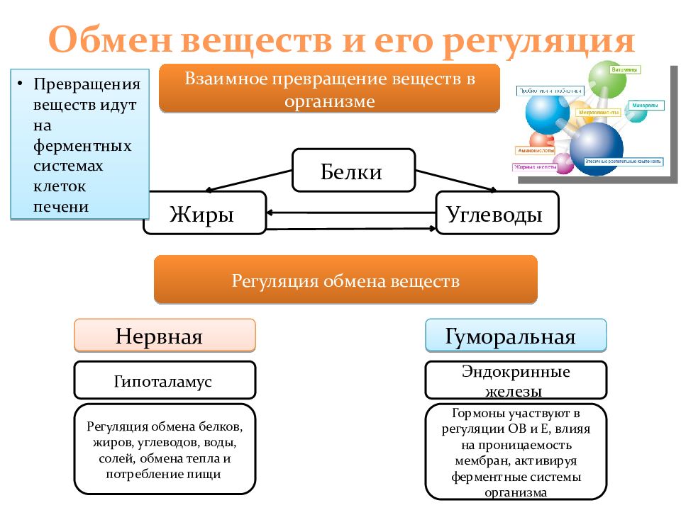 Регуляция обмена веществ и энергии презентация