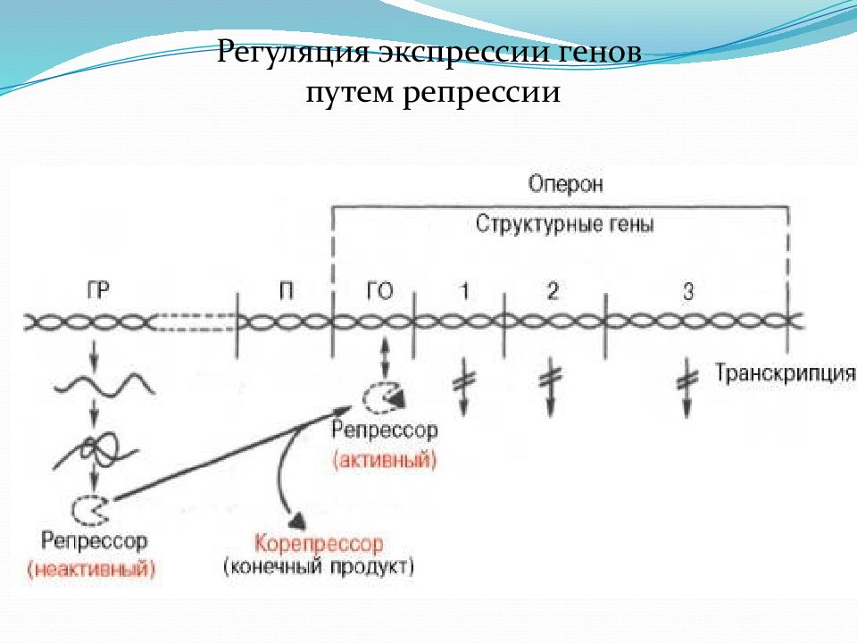 Уровень транскрипции. Регуляция синтеза белка путем репрессии. Схема регуляции синтеза белка. Схема регуляции биосинтеза белка путем индукции и репрессии. Схема регуляции синтеза белка путем индукции.