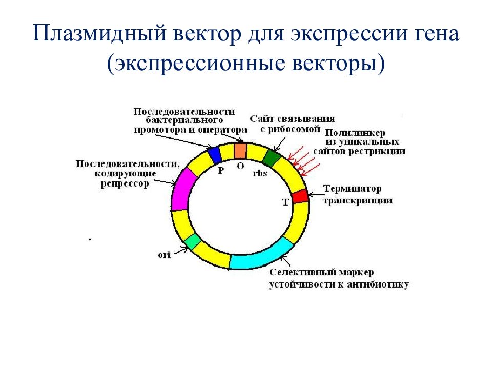 Векторы плазмиды. Схема строения плазмидного вектора. Технология рекомбинантных ДНК. Схема плазмиды вектора. Плазмидные векторы схема.