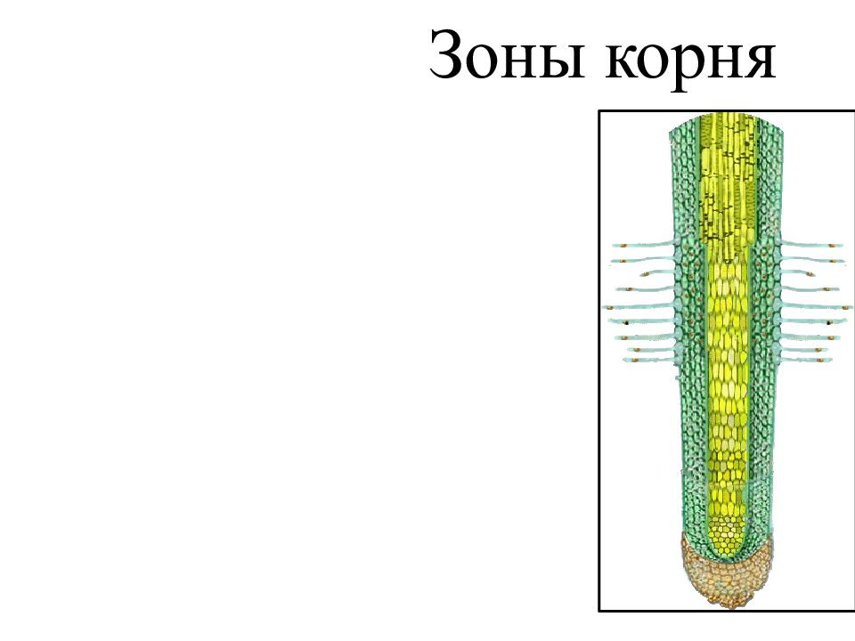 Рассмотрите рисунок и назовите зоны корня в верной последовательности