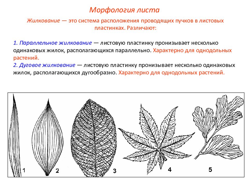 Рассмотрите рисунок укажите тип жилкования у изображенных растений приведите примеры растения