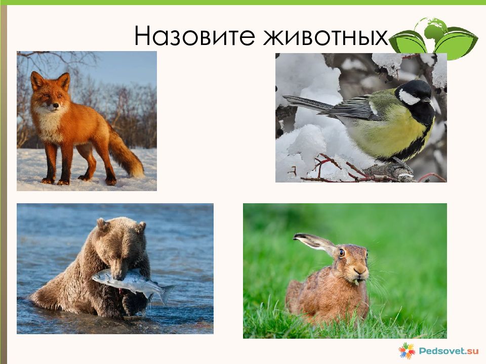 Кто что ест презентация 3 класс. Продукцию животных называют. Обзывала животных. Канал мир животных как называется. Какого зверя зовут шатуном окружающий мир 3.