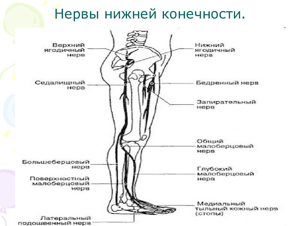 Нервы ноги. Нервная система нижних конечностей человека анатомия. Анатомия нервов нижних конечностей схема. Иннервация нижней конечности нервы. Иннервация нижних конечностей схема.