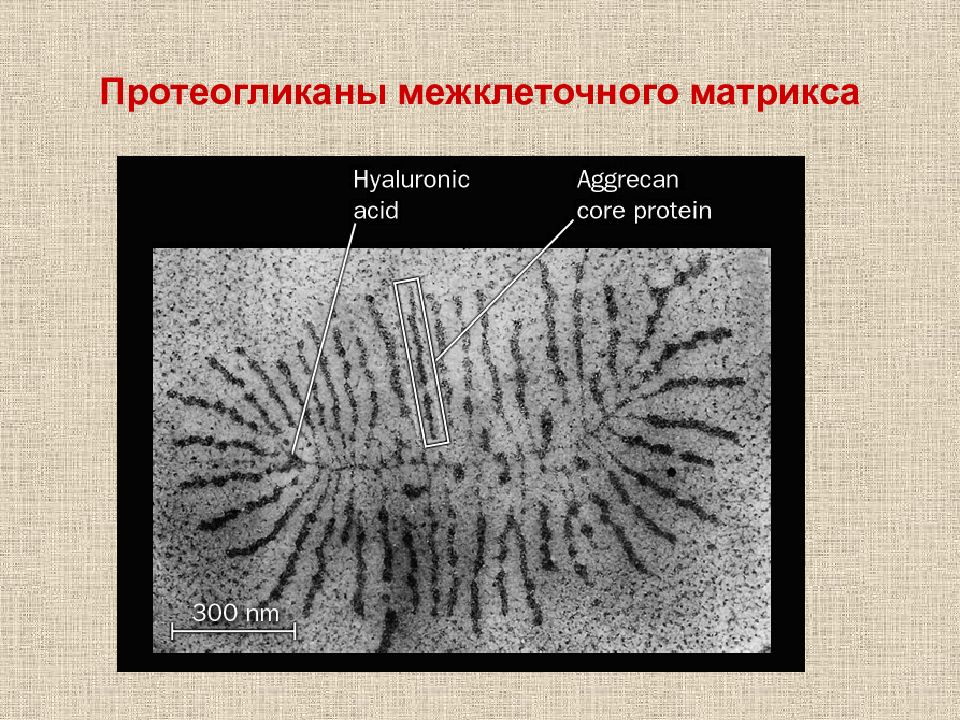 Межклеточный матрикс. Протеогликаны межклеточного матрикса. Структура межклеточного матрикса. Структурные компоненты межклеточного матрикса. Гликозаминогликаны межклеточного матрикса.