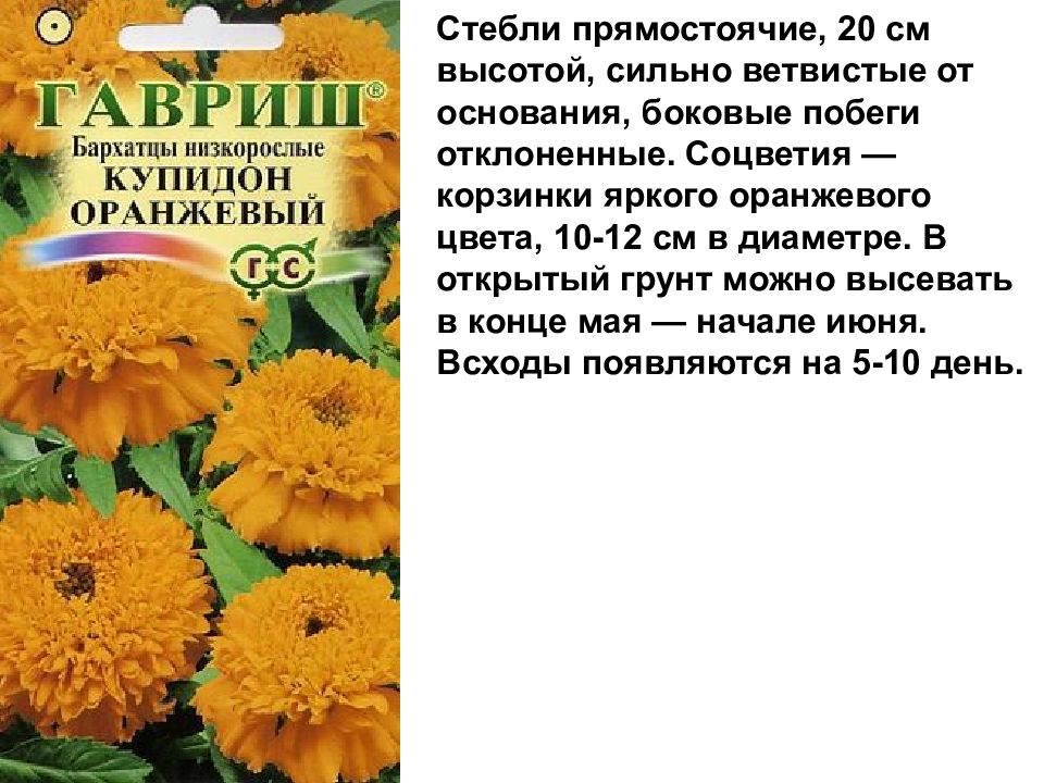 Лабораторная работа Изучение изменчивости, критериев вида, результатов