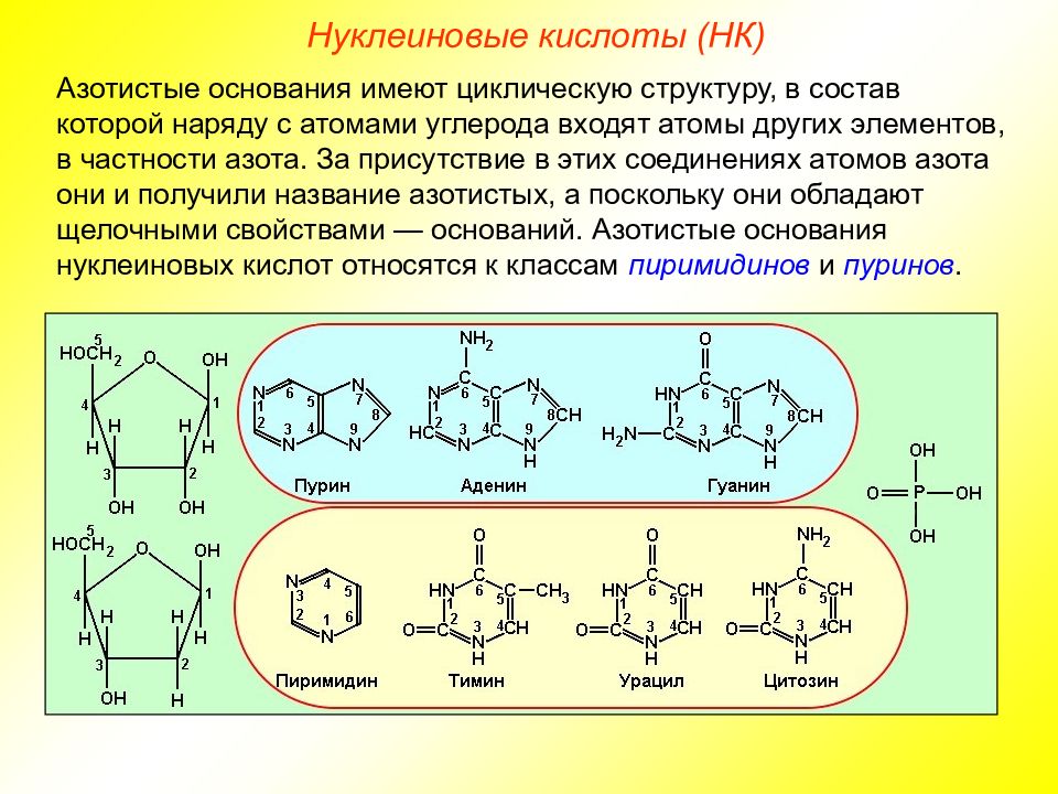 Презентация на тему нуклеиновые кислоты 10 класс химия