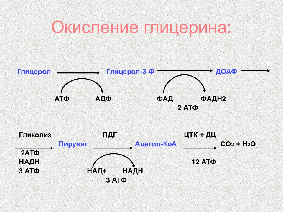 Окисление глицерола. Схема окисления глицерола. Окисление глицерина. Окисление глицерина перманганатом. Окисление АТФ.