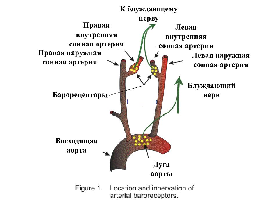 Блуждающий нерв эффекты. Дуга аорты блуждающий нерв. Блуждающий нерв анатомия строение. Блуждающий нерв Неттер. Хеморецепторы дуги аорты.