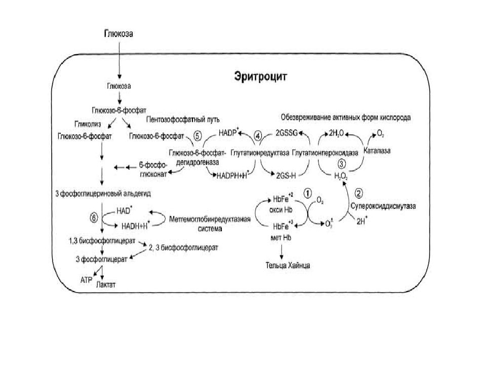 Энергетический обмен глюкозы. Схема образования активных форм кислорода биохимия. Схема гликолиза в эритроцитах биохимия. Метаболизм эритроцитов биохимия схема. Схема обмена углеводов в эритроцитах.