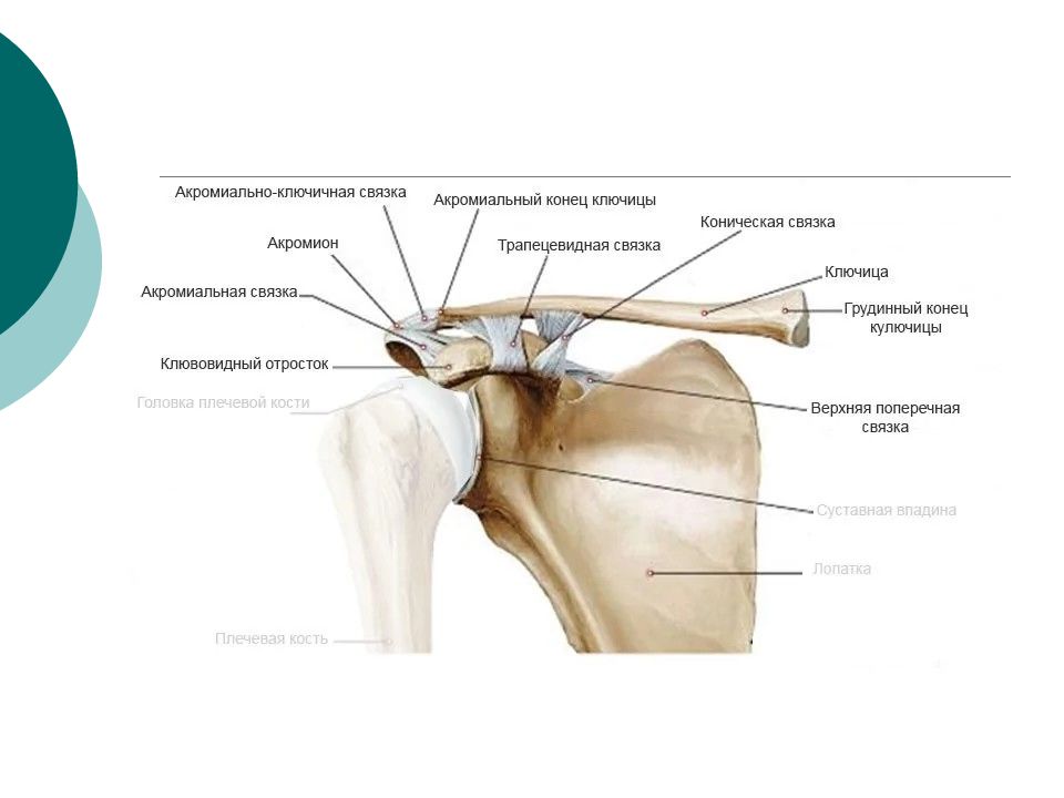 Связки плечевого сустава. Связки акромиально-ключичного сустава. Акромиально-ключичный сустав анатомия строение. Акромиальная суставная поверхность ключицы. Клювовидно акромиальная связка.