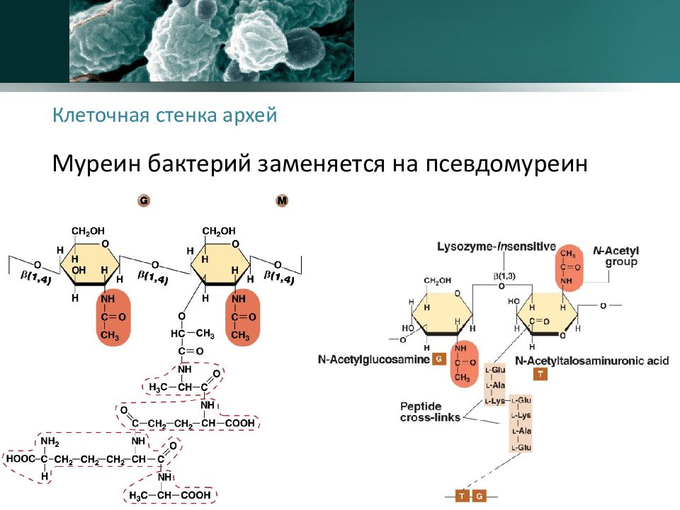 Муреин стенка. Строение клеточной стенки Архей. Клеточная мембрана архебактерий. Муреин полисахарид. Клеточная стенка бактерий и Архей.