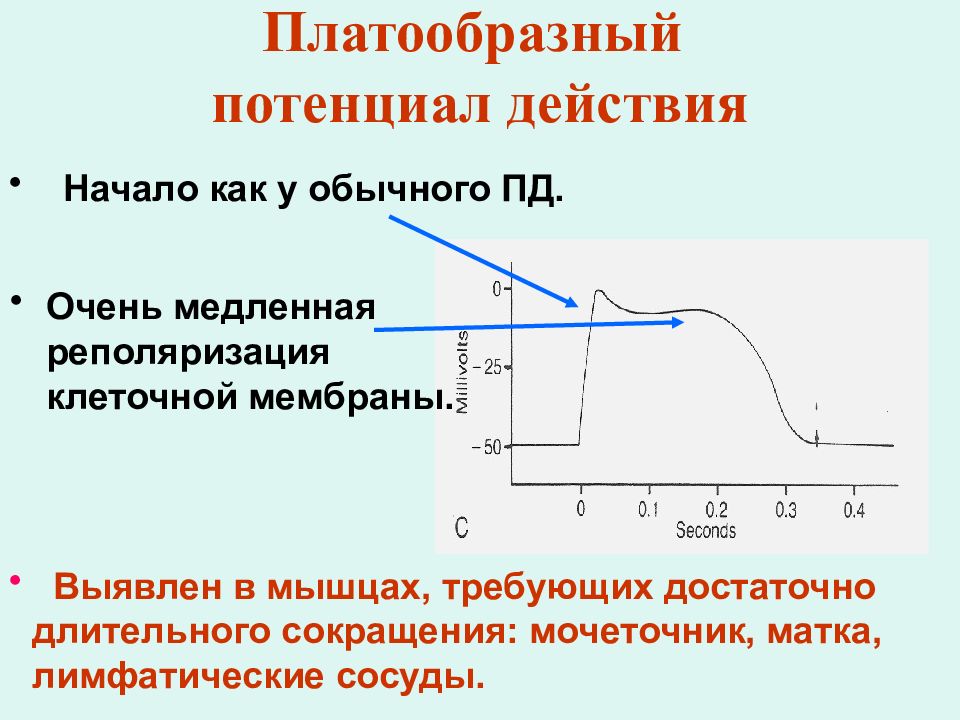 Кривая потенциала действия. Потенциал действия гладкой мышцы. Кривая потенциала действия гладкой мышцы. Потенциал действия гладких мышц. Особенность потенциала действия гладких мышц.