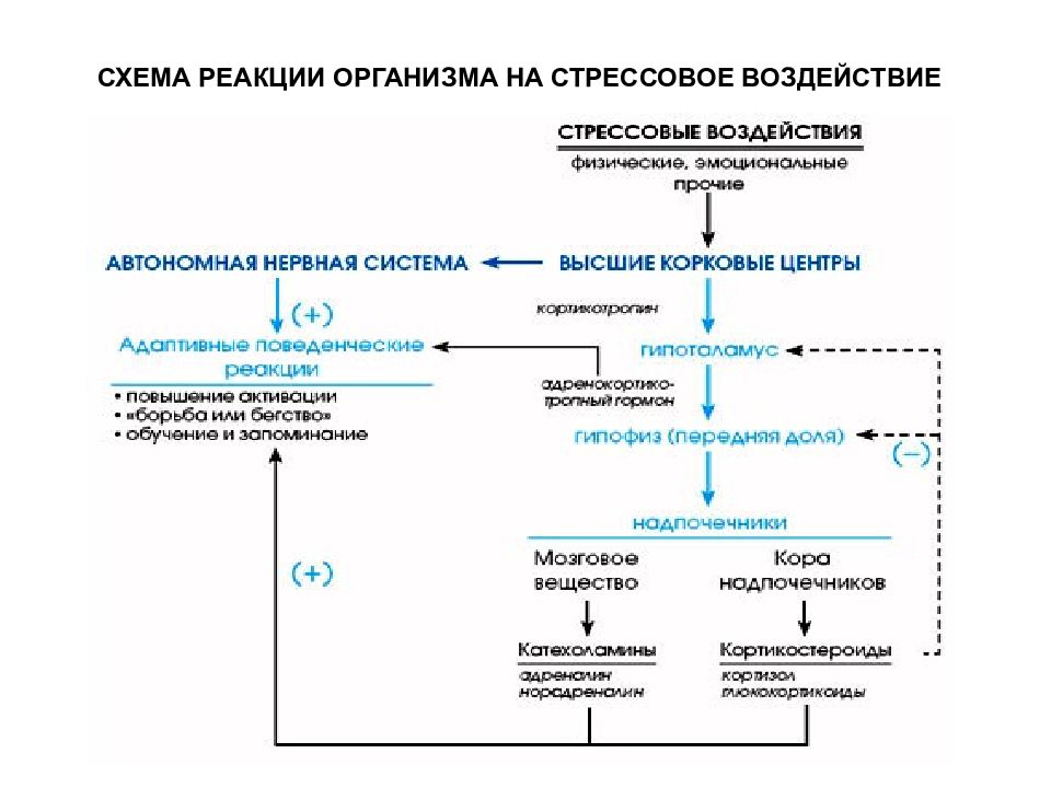 Какая реакция организма. Схема развития стрессовой реакции. Схема адаптационной стресс-реакции. Стресс реакция схема. Схема реакции организма на стрессовое воздействие.