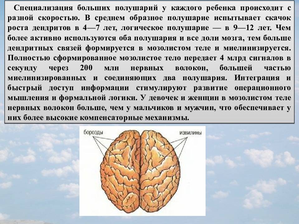 Характеристика полушарий мозга