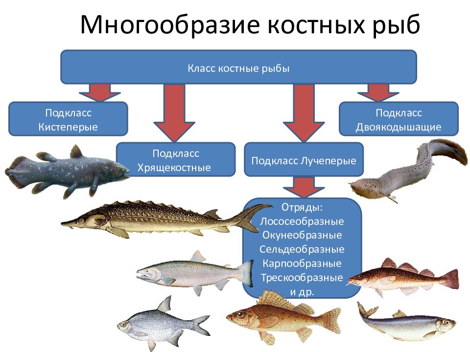 Многообразие рыб презентация 7 класс