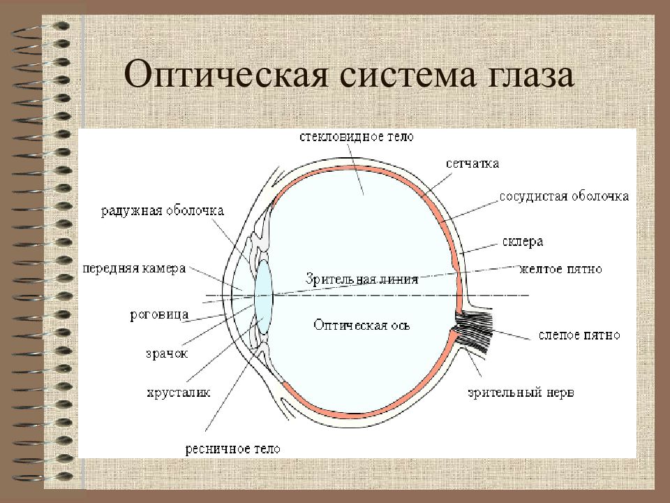 Презентация на тему глаз как оптическая система физика