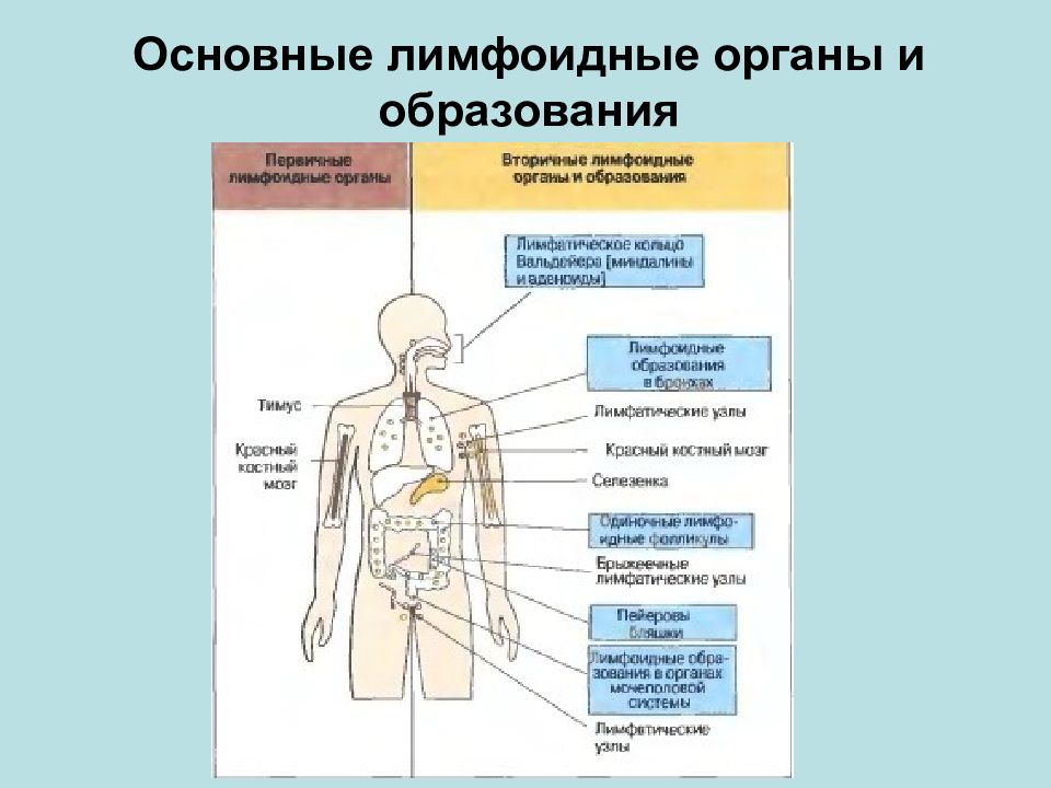 Образования в организме человека. Лимфоидные органы (органы иммунной системы). Лимфоидная система органы. Первичные лимфоидные органы это. Лимфоидные органы функции.