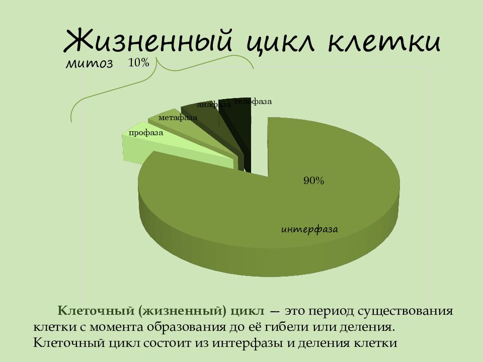 Жизненный цикл клетки