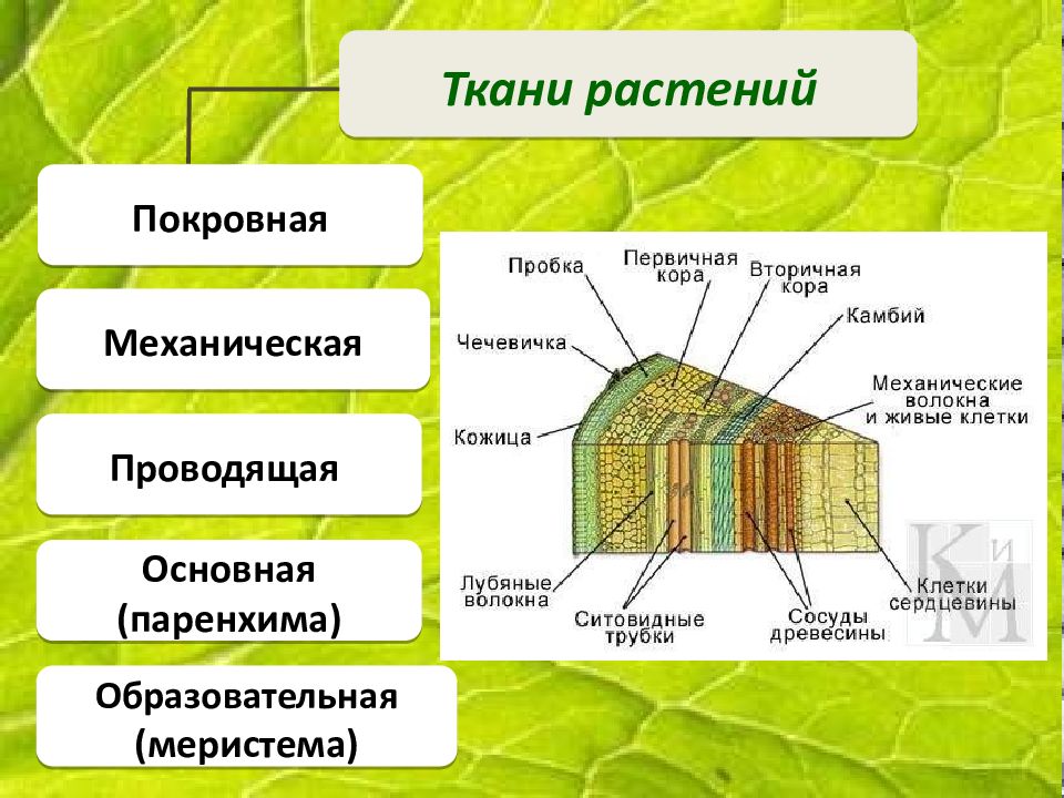 3 ткани растений