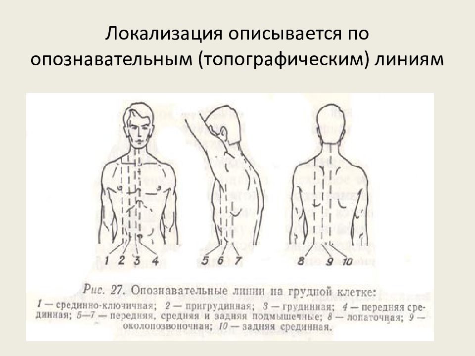 Линии на спине анатомия