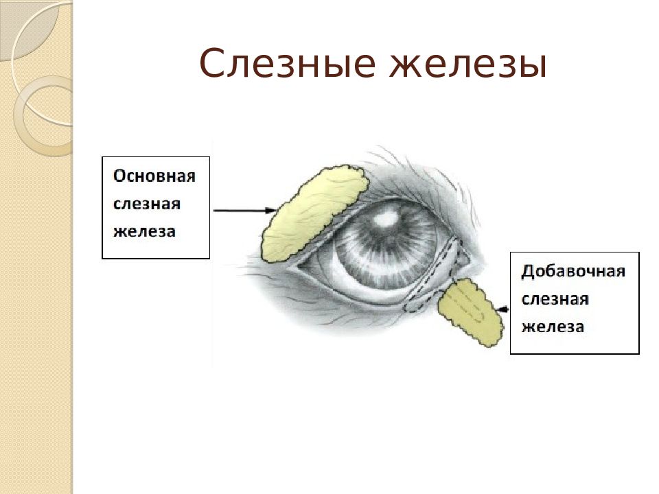 Слезная железа внутренней секреции