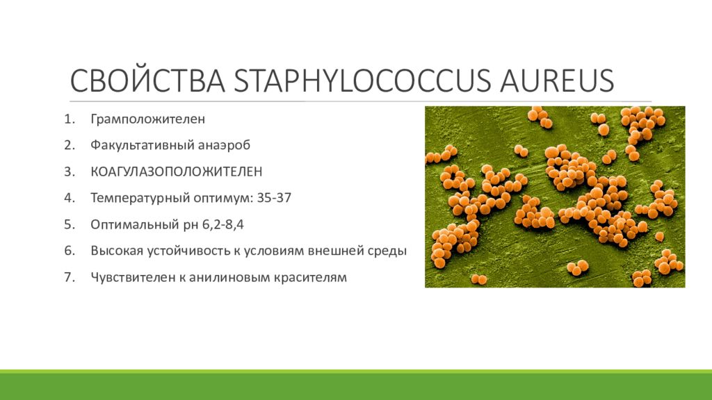 Staphylococcus aureus степени. Золотистый стафилококк факультативный анаэроб. Характеристика Staphylococcus aureus (золотистый стафилококк),. Стафилококк aureus xarakteristika. Staphylococcus aureus анаэроб.