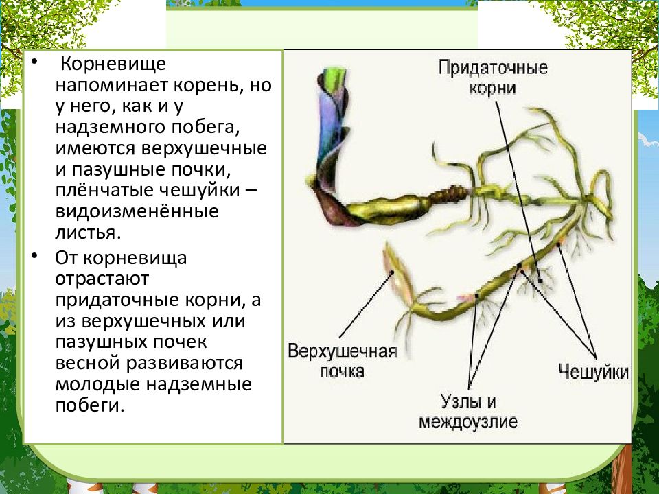 Биология стебель его строение и значение