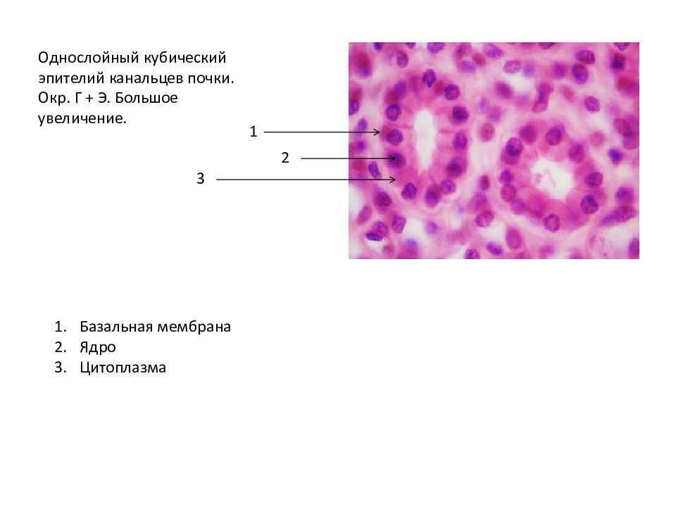 Однослойный кубический эпителий рисунок с обозначениями