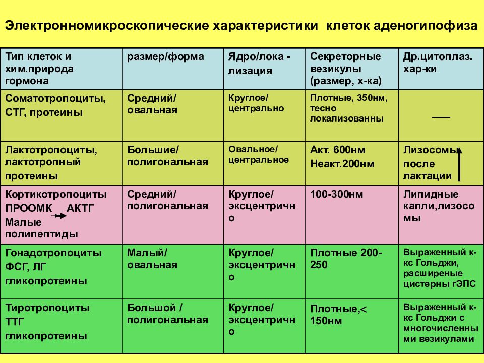 Характер клеток. Гонадотропоциты гипофиза характеризуются. Характеристика типов клеток. Характеристики аденогипофиза. Соматотропоциты характеристика.