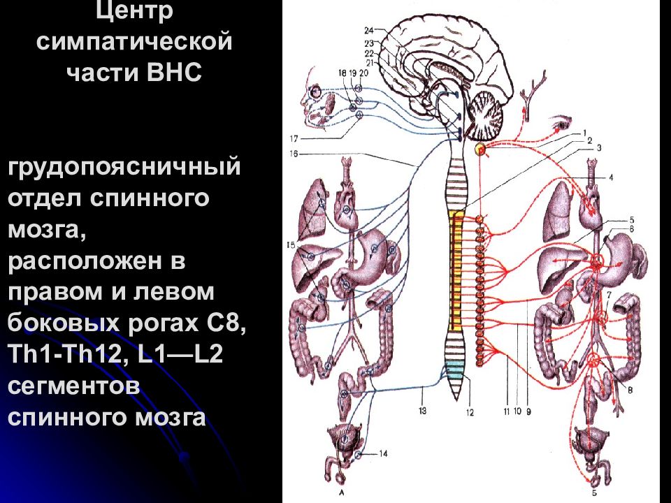 Нервные центры симпатического отдела. Поясничный отдел вегетативной нервной системы. Центр вегетативной нервной системы спинного мозга расположен в. Симпатические центры спинного сощна. Симпатический отдел ВНС центры.