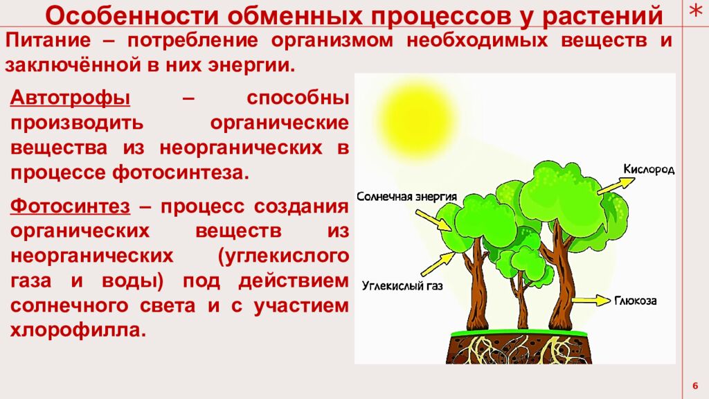 Тема урока: Обмен веществ у растений