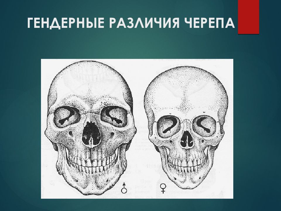 Развитие черепа в онтогенезе. Отличие мужского и женского черепа. Развитие черепа в постнатальном онтогенезе.