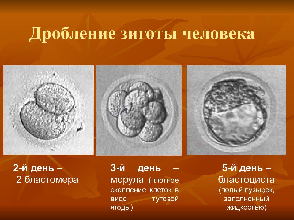 Как выглядит бластоциста на 5 день фото