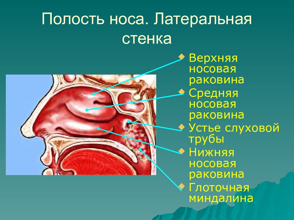 Носовая полость анатомия