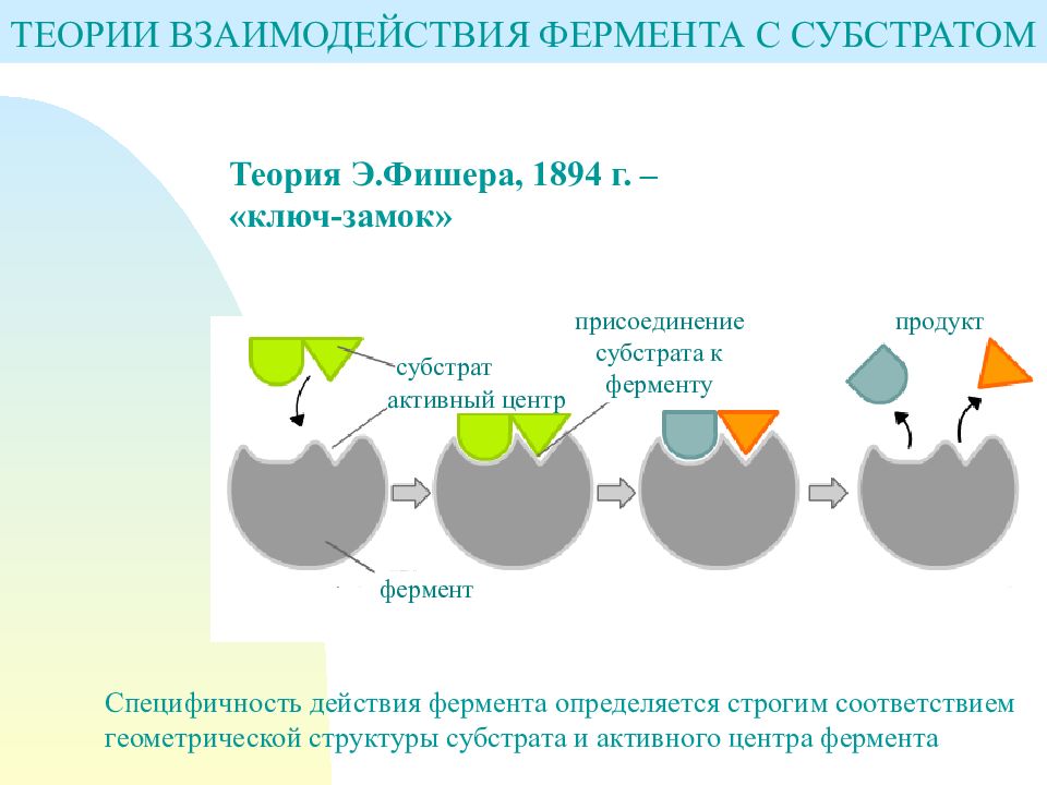 Ферменты строение картинки