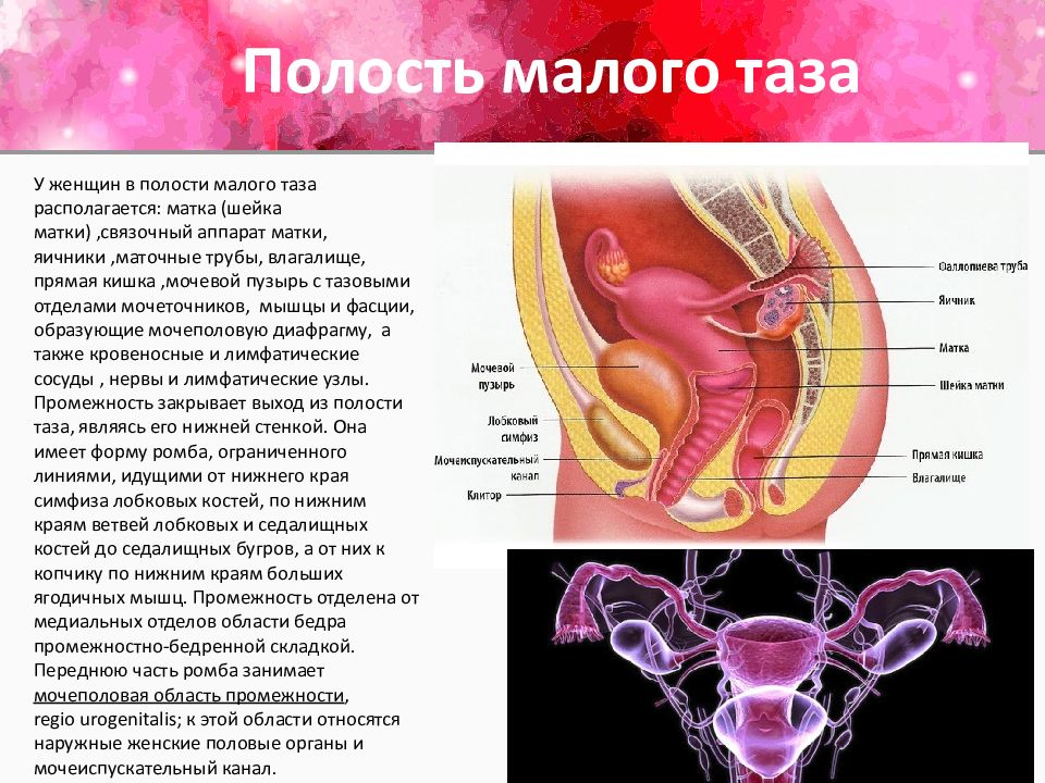 Полость малого таза. Женские органы малого таза. Полость малого таза у женщин. Органы малого таза у женщин фото с описанием.