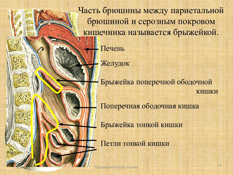 Большая и малая складка брюшины 7 букв