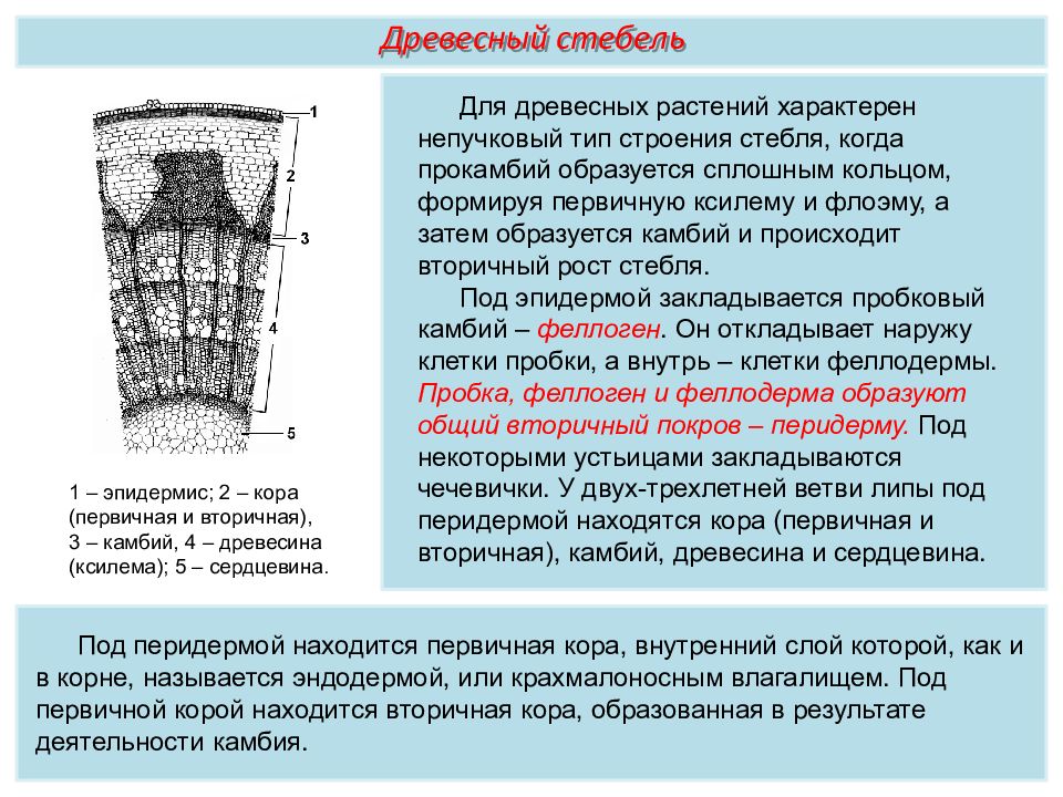 Стебель камбий древесина. Строение беспучкового стебля. Строение первичной коры стебля. Первичная кора и вторичная кора. Вторичная кора древесного стебля.