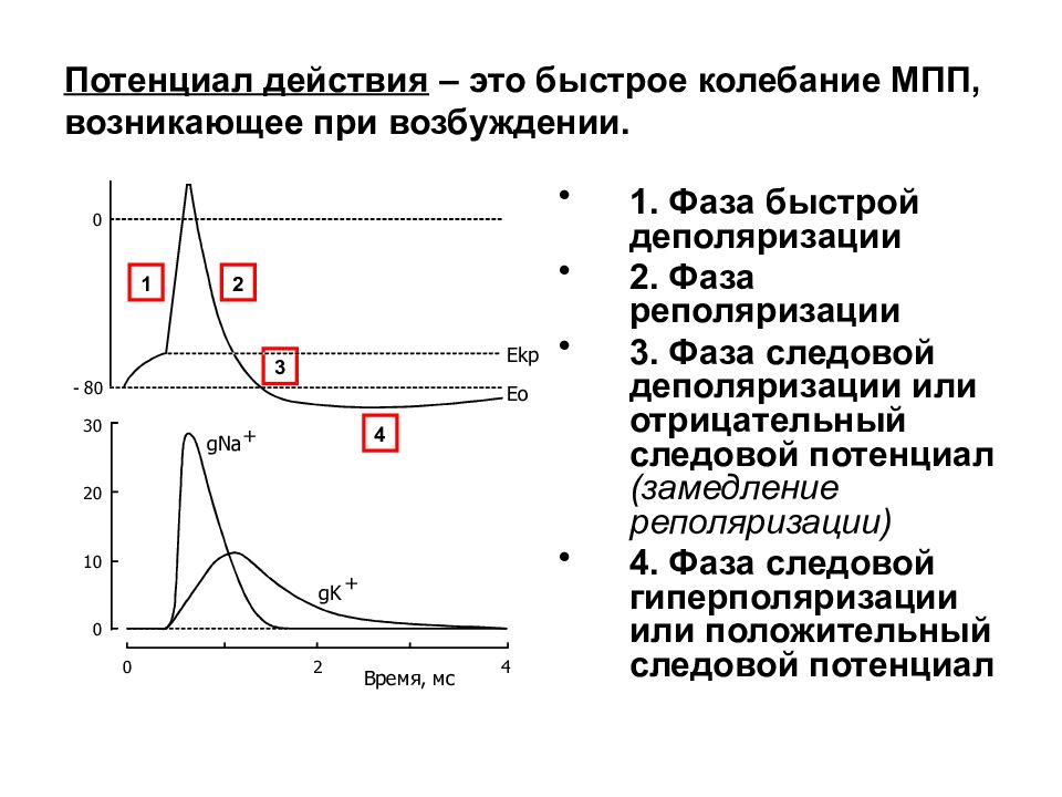 Схема потенциала действия физиология