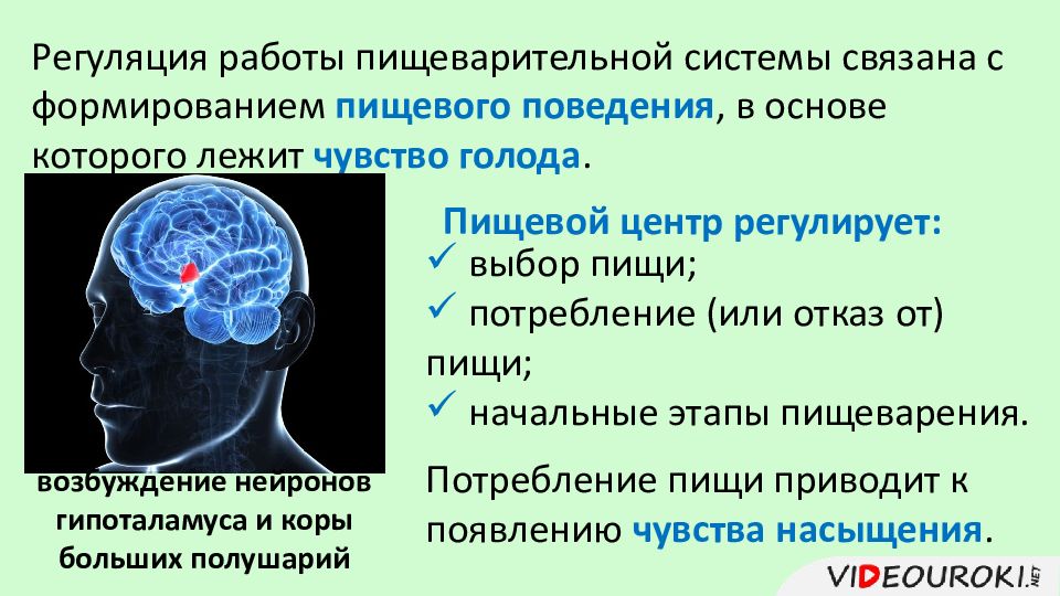 Регуляция пищеварения презентация 8 класс биология