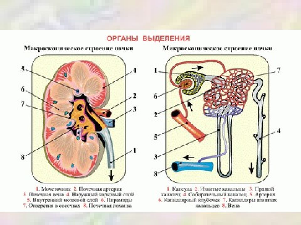 Строение почки человека рисунок с подписями 8 класс