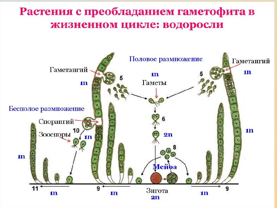 Циклы развития растений схемы егэ от водорослей до покрытосеменных